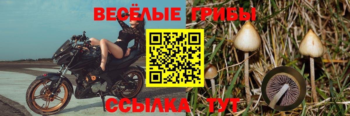 Жуковский  Псилоцибиновые грибы Psilocybine cubensis  Вход с VPN  Галлюциногенные грибы мухоморы 